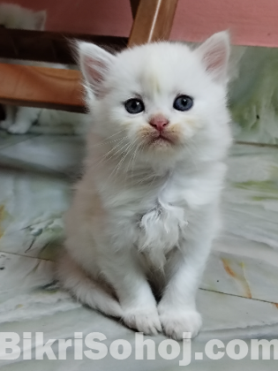 Original Persian cat